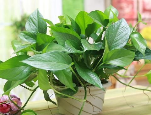  「水培植物的根系」水培植物用啥肥？2种肥料要“慎用”，很难吸收，还有可能烧根！