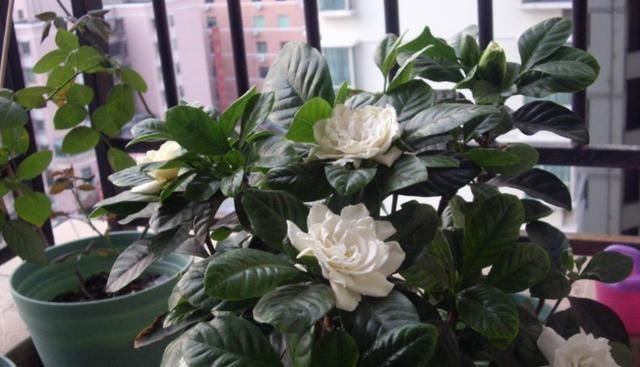 黄叶：栀子花黄叶、掉蕾，开花数量变少，学会这几招，繁花似锦没问题