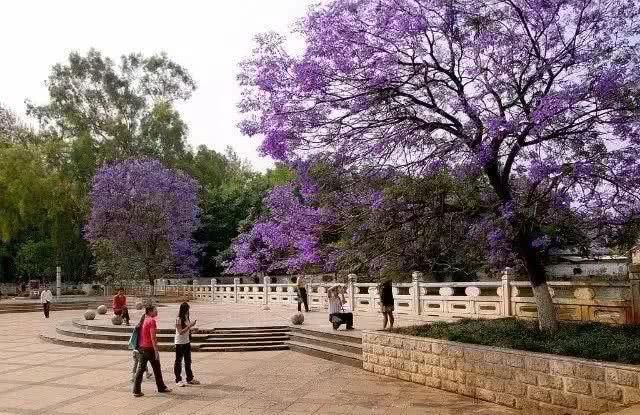  盘龙江畔■最美五月天！“云”欣赏毕业花蓝花楹