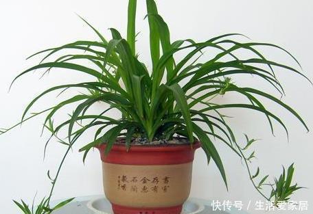 『适合』这三种绿植最适合放在客厅,既美观又健康,轻松蹭蹭长不停