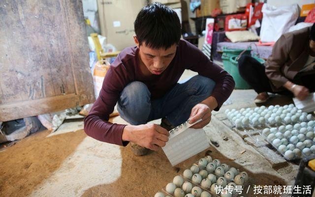  「返乡」17岁外出打工，21年后返乡养殖乌鸡，年收入60万元