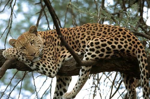 形象■最近《庆余年》动物版海报火了起来，都说这些动物与剧中角色神似