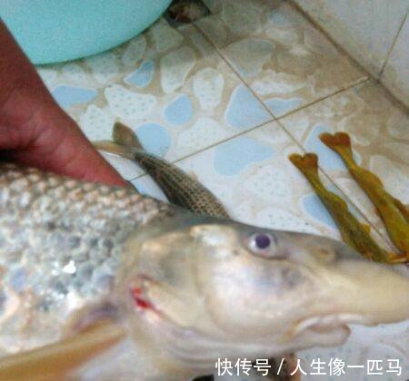 黄河名鱼，鸽子鱼再现，因为黄河变清