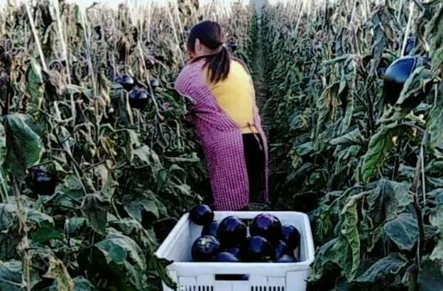 农民生姜地里改种“它”亩产3千斤，每斤30元，年赚几十万