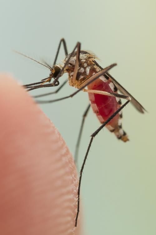 蚊子的智商到底相当于几岁的人类儿童?