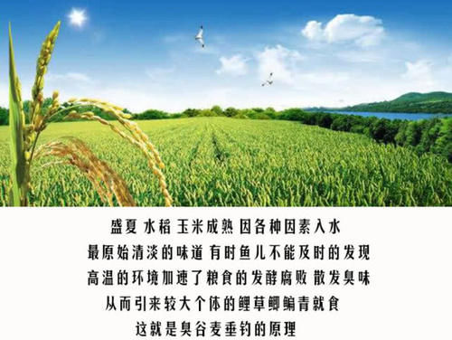  [钓法]用起来简单，也就三招，老大爷传授的“臭谷子”钓法，专攻大鲤鱼