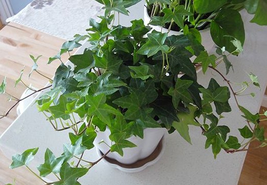  『懒人』懒人最爱此款植物，不用费心，花朵轻松爆盆，枝头蹿满花苞，超美