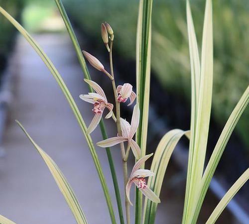  [巅峰]兰花界里的线艺巅峰，花色粉红，花香浓郁四溢，堪称八宝奇珍