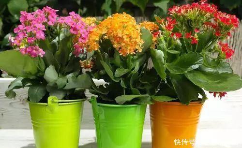  #叶片#卧室养“3种花”，空气清新、睡眠好，枝叶翠绿、观赏性高，真值