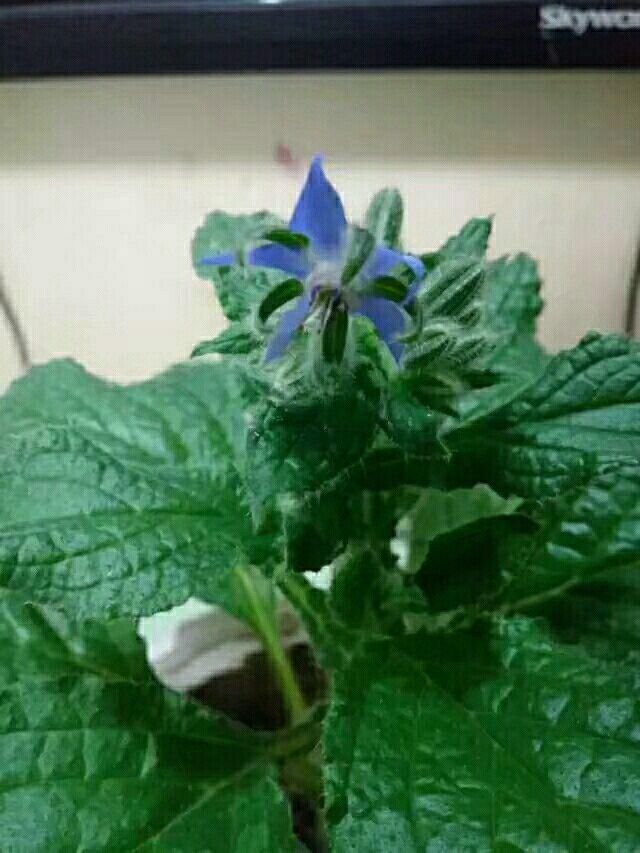  「琉璃」爱上“琉璃苣”女孩？原来真的有这植物，模样果真清纯动人