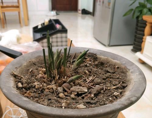 营养@兰花叶片被猫霍霍光了,居然冒出好多花苞,可以顺利开花吗?