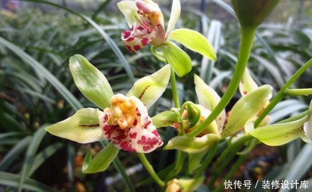  【送植料】9块9的兰花可以养吗？不信邪，看花友们的倾诉，笑出了腹肌