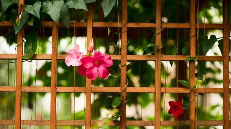  『开花时』她在院子里养了1棵花,春天开花上千朵,花多浓香,开成一面花墙