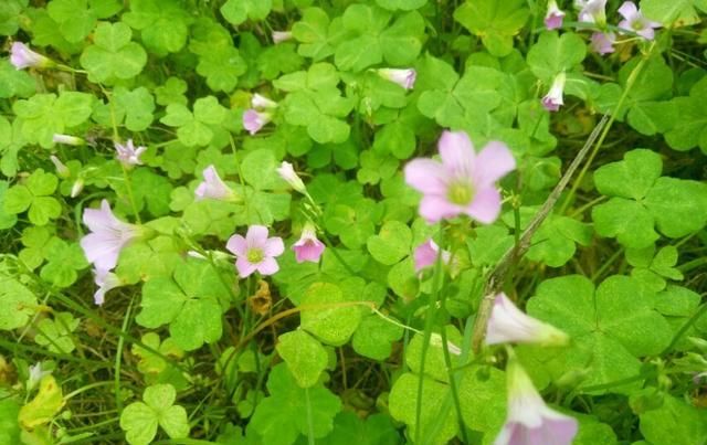  「盆栽」大花酢浆草，一种庭院、盆栽观赏花卉，需要细细欣赏。