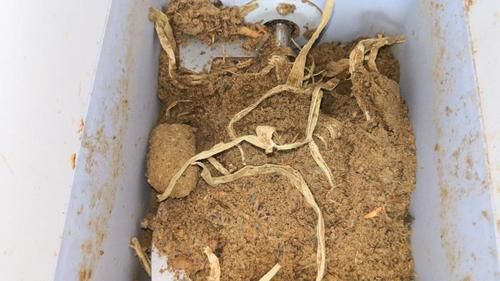 鸡骨头是湿垃圾，多久可降解？记者“堆肥”48小时后，看到的竟是