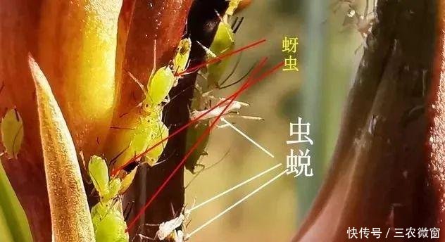 蚜虫:正在开花的蕙兰,需要注意这三点