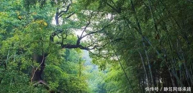 这座低调小城承包了浙江最美的春天, 清明去过两三天乡下生活~