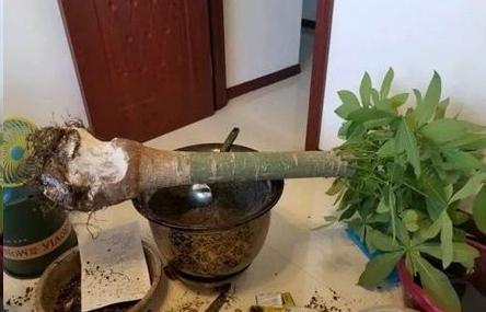 『虎皮兰』养这10种花,再喜欢也别多浇水,少浇水,不管它,反而花更多