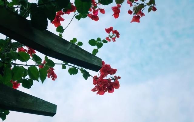 十一月，家里的植物