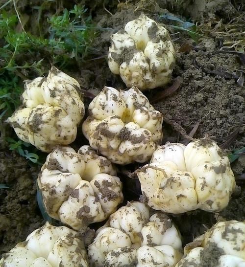  野百合：这东西，俗称“倒仙”，价值不一般，目前极为珍贵，遇见请重视！