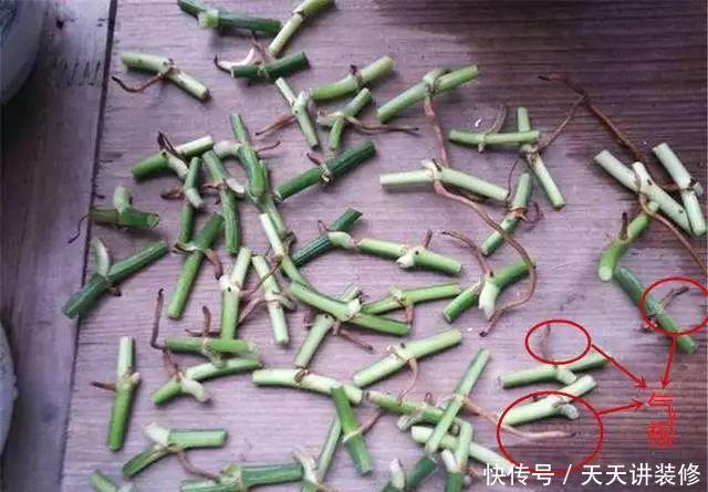 『绿萝』养花技巧:春天赶紧扦插绿萝,扯根枝插3盆,5种方法个个好活!