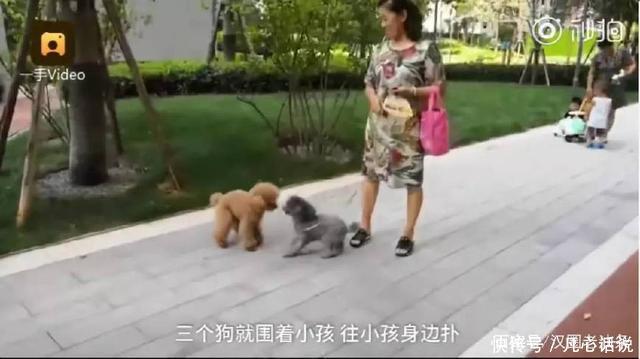 从网红走到全网黑，你需要遛狗不栓绳，殴打孕妇，诅咒母子