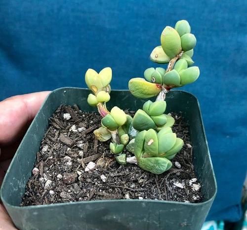  #叶子#叶子上有棱角的多肉植物，还能开花的鹿角海棠，特容易扦插繁殖