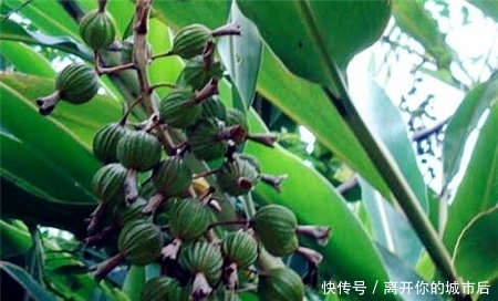  「砂仁」这东西，人称“土黄金”，稀有价值高，稍微一加工，每