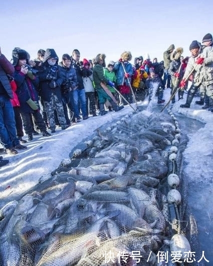 把人工饲养鱼放到湖里，当成野生鱼在景区卖，查干湖的鱼越捞越多