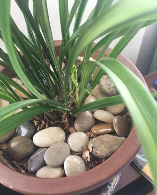 『把鹅卵石』上盆的兰花一个星期就黄叶,是正常退草还是腐烂,怪鹅卵石吗?