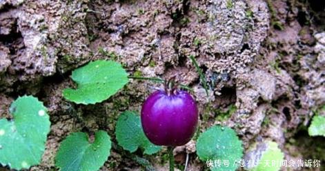 这种野生物，若它生长在你家的地里，可不要除掉，当前真的好珍贵