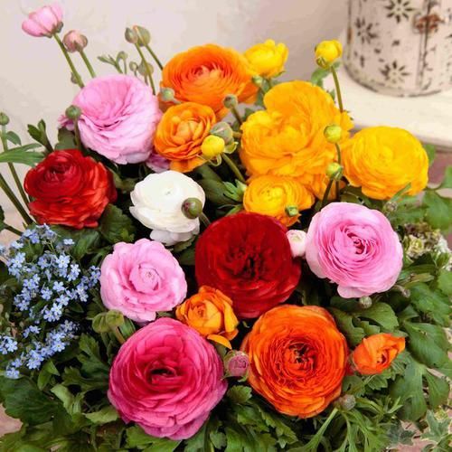  『夫妻海棠』最恩爱的草花，姿色不输牡丹、月季花，双双对对、天长地久一起开