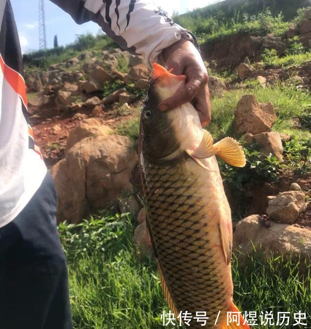 『商品饵』钓了18年鱼后才明白,红薯经过这样“加工”以后,钓大鲤鱼特有效