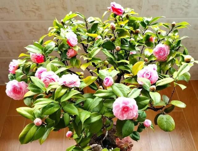 『恢复生长』三四月是茶花的盛花季,别偷懒勤快些,枝繁叶茂,开花一茬茬