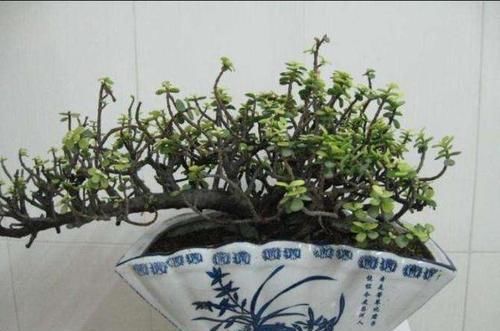 阳光充足■最近发现,家里的雅乐之舞怎么“褪色”了?好像变成了金枝玉叶