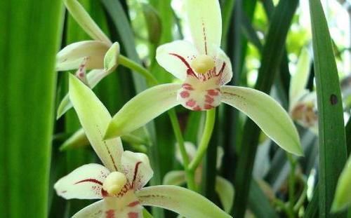  #以让我们#兰花只长不开花？问题出在这3处，花苞多花开满盆！