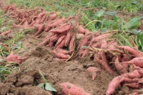  「红薯」收购商无底线的压价，今年一斤2毛，老农眼泪哗哗掉