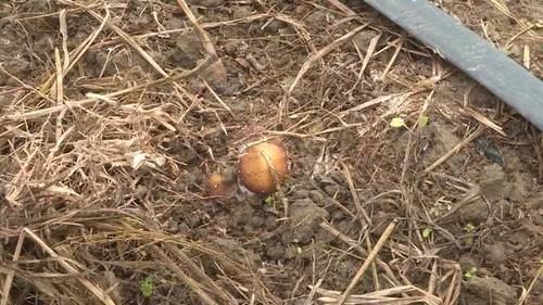  #产值#硕士研究生变身“蘑菇哥”，亩产均超5000斤，产值4万元！