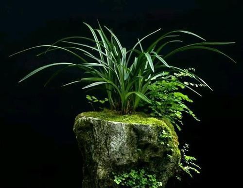  『想学』想学做盆景，这些基础要打牢，要不然多走很多弯路，做盆景不简单