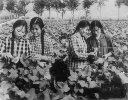 一组女知青珍贵老照片：养猪、喂羊、能种田，长相美丽又能干