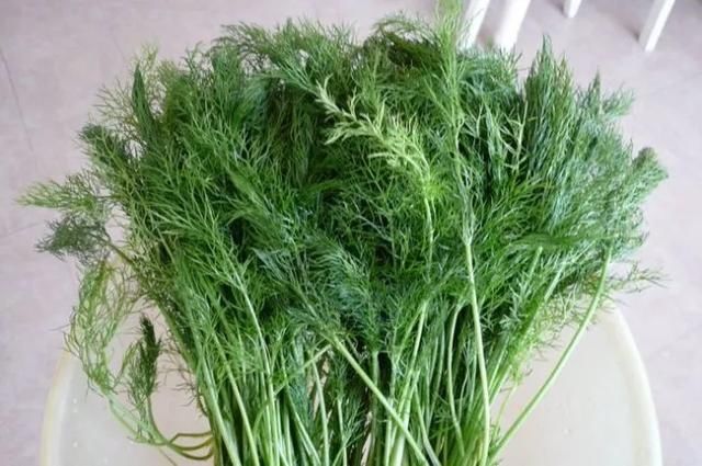 #提神醒脑#驱蚊 | 18种除虫香草,杀菌驱蚊虫,叶子还能炒菜吃