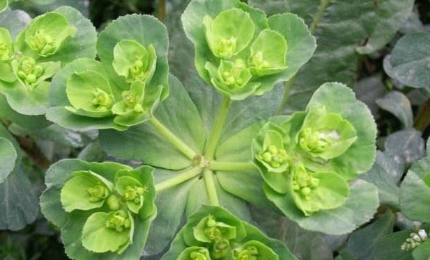 这草的根茎掰断有“牛奶”农村娃把它当玩物，药农却直言太浪费