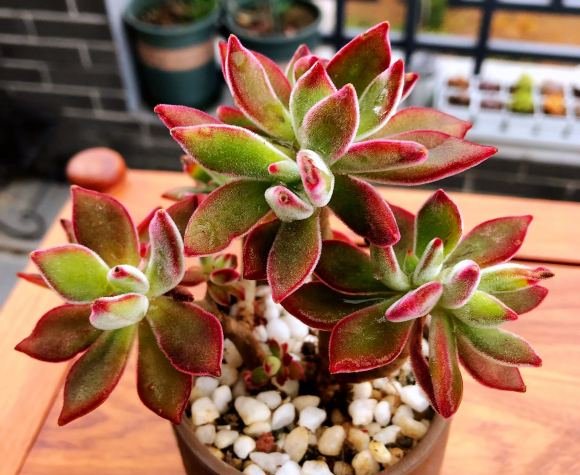 多肉浇水:多肉植物根黑腐的原因是什么