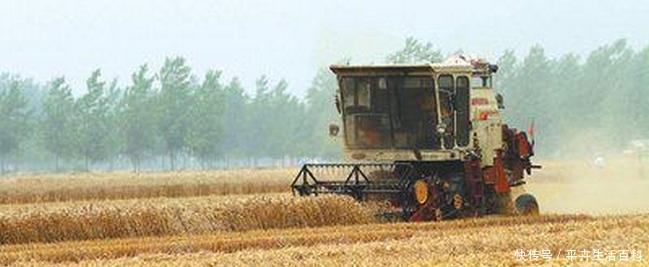  [中国]中国小麦产量最多的十个省，河南的小麦产量最高