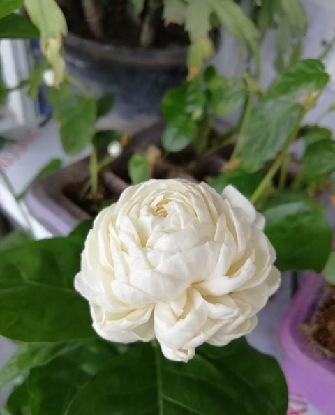 #盆栽#茉莉花盆栽不小心浇大水导致黄叶掉叶怎么办?4个急救措施再爆盆