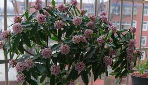  『花边』养花就养这几款，花色妖艳妖娆，花开妖嫩轻盈，如蕾丝花边太美