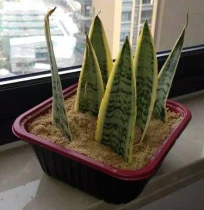  『长出』虎皮兰不用出去买，折一片叶子就能繁殖