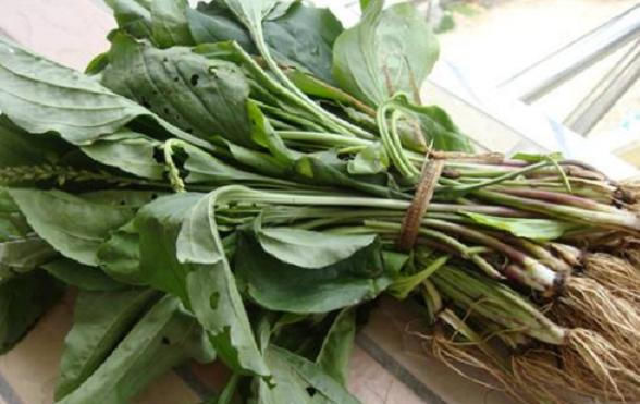  「见到」过去农村常见的一种野草，是珍贵的中草药，见到请别再