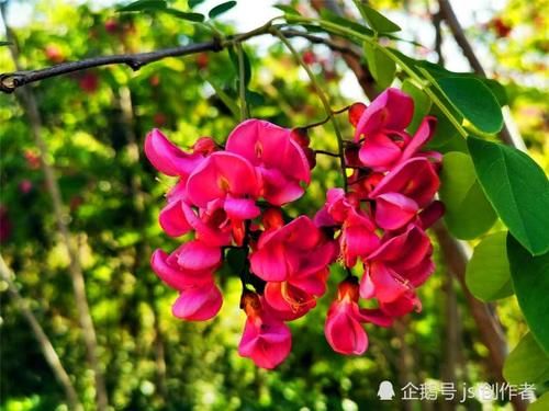  「宛如」一年一度槐花开，紫槐更比洋槐美，宛如紫葡挂满枝