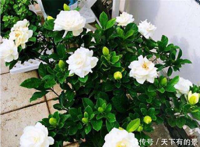  #磷钾#花市上的“栀子”为啥满头花苞，原来有“诀窍”，只需做2步